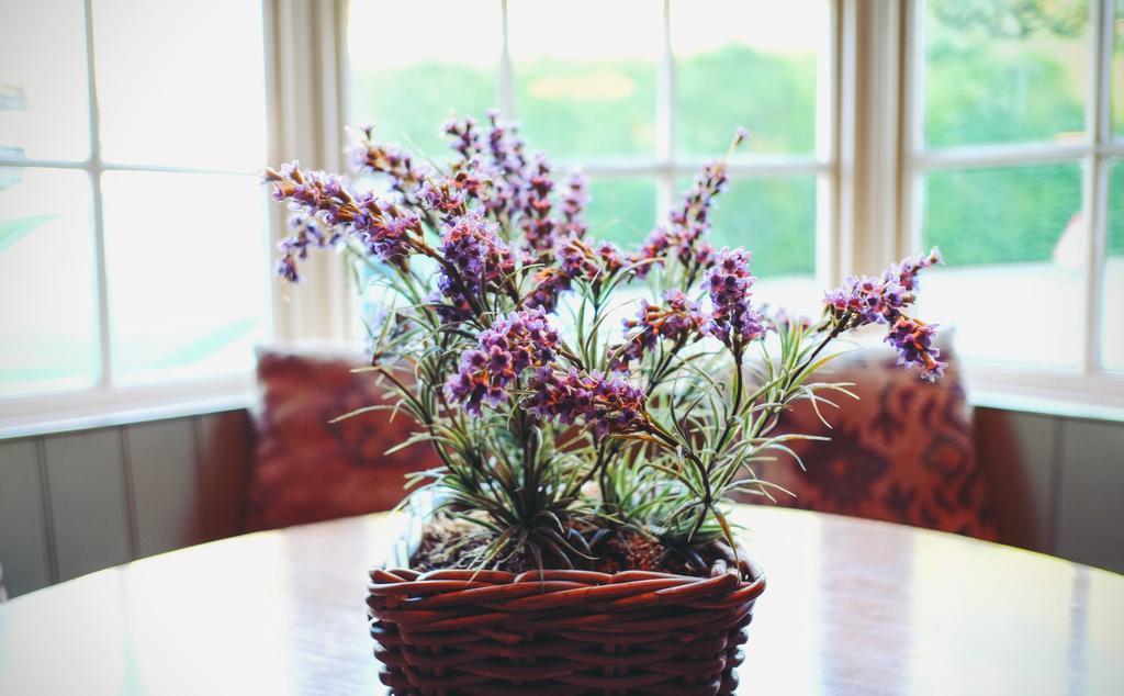 Hambro Arms Otel Milton Abbas Dış mekan fotoğraf